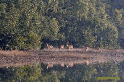 Visit the Sundarbans, a beautiful place in Bangladesh