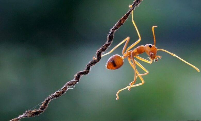 Learn some really interesting facts about ants