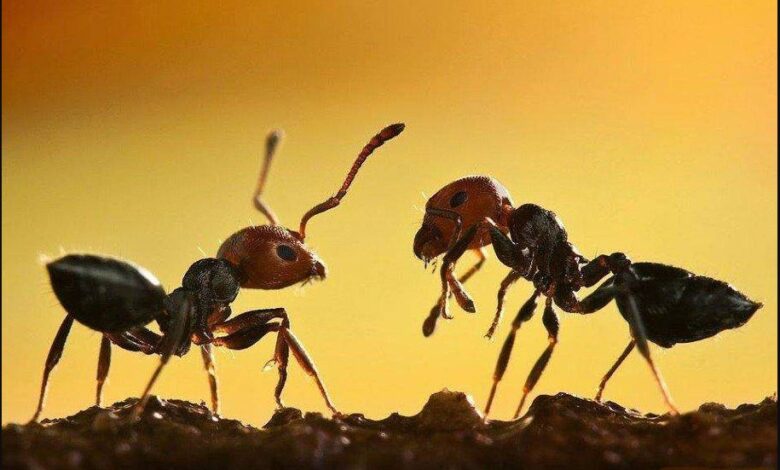 Would you be surprised to know what happens when two ants face each other?