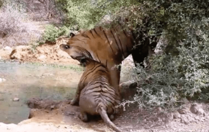 Annoyed at the meeting, the tiger jumped on the young man